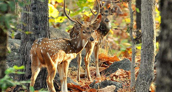 pench-national-park-pench-img